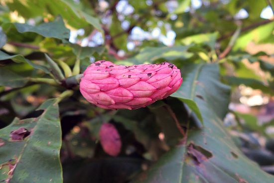 Magnolia tripetala, Schirmmagnolie ghf