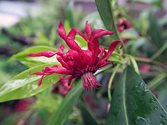 Illicium floridanum, Florida-Sternanis dfgdf