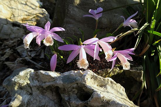 Pleione formosana, Taiwan-Orchidee dgfsdfgsd