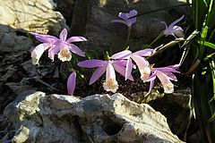 Pleione formosana, Taiwan-Orchidee dgfsdfgsd