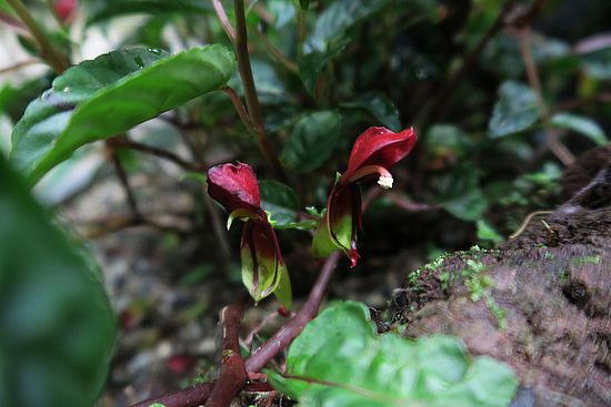 Impatiens hians, klaffendes Springkraut sdfsdf