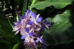 Cochliostema odoratissimum, Duftender Schneckenfaden dfssdf