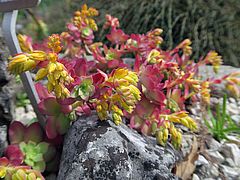 Sedum palmeri, Fetthenne jkhjk