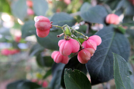 Euonymus europaeus, Pfaffenhütchen sdfsf