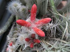Cleistocactus strausii, Silberkerzenkaktus fg