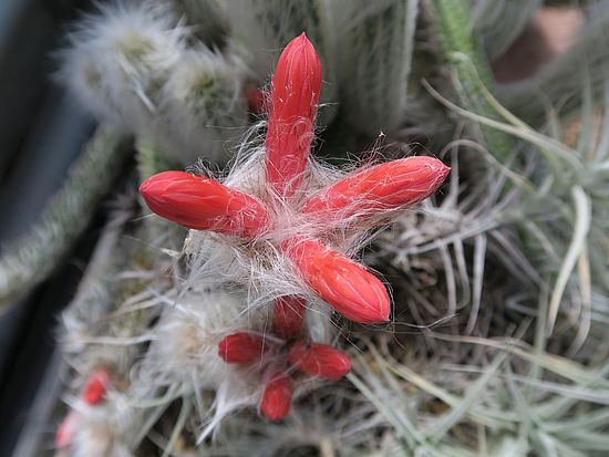 Cleistocactus strausii, Silberkerzenkaktus fg