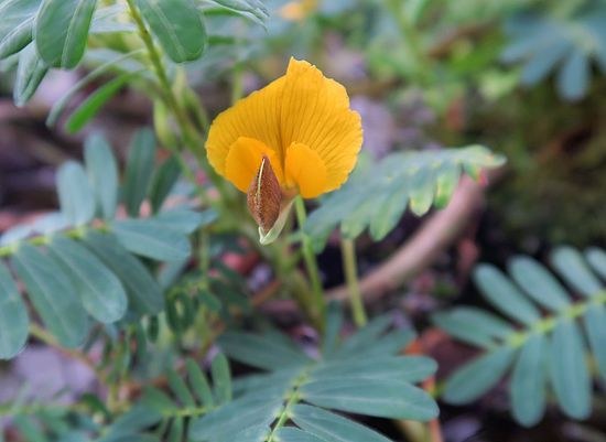 Aeschynomene fluitans ff