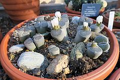 Lithops hallii, Lebende Steine cvxv