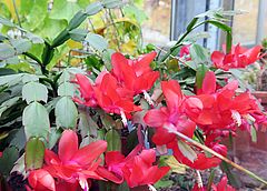 Schjlumbergera truncata, Weihnachtskaktus fghfg