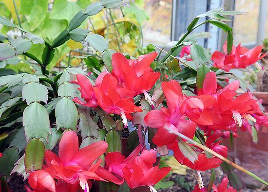 Schjlumbergera truncata, Weihnachtskaktus fghfg