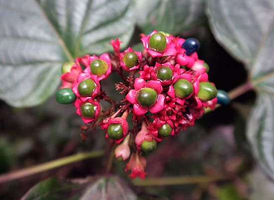 Clerodendrum bungei, Losstrauch ddf