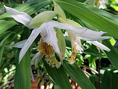 Thunia marschalliana sdf