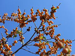 Diospyros lotus, Chinapflaume dfsdf