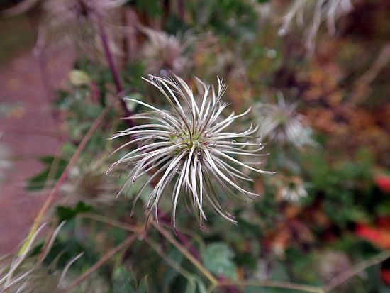 Clematis tibetana, Waldrebe dfdf