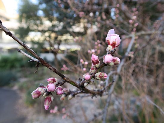 Prunus dulcis cv.Amanda, Mandelbaum sdfsdf