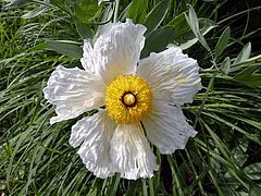 Romneya coulteri, kalifornischer Baummohn sdf