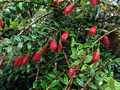 Agapetes serpens, Schlangen-Lampionglocke dfssd