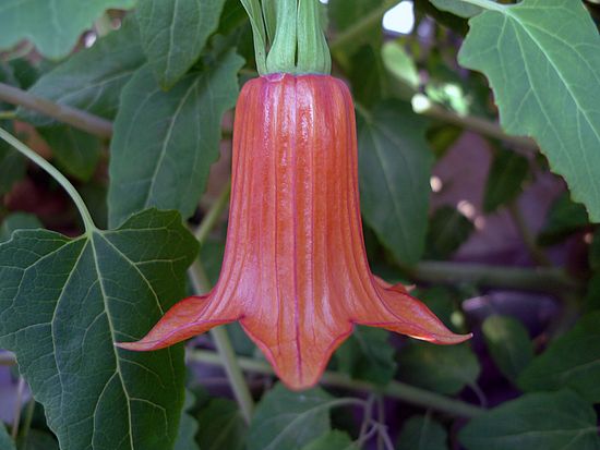 Canarina canariensis, Kanaren-Glockenblume fdfsdf