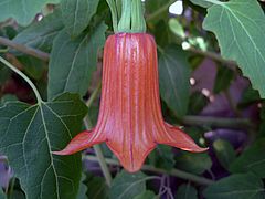 Canarina canariensis, Kanaren-Glockenblume fdfsdf