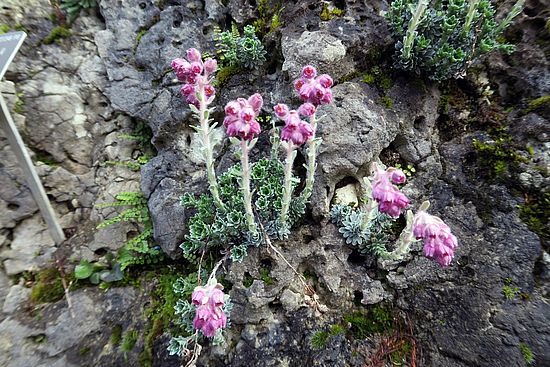 Saxifraga sempervivum, Roter Steinbrech fgdfg