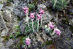 Saxifraga sempervivum, Roter Steinbrech fgdfg