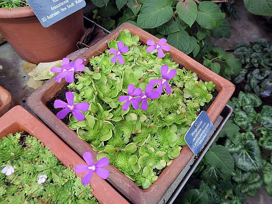 Pinguicula rectifolia, Fettkraut vbcvb