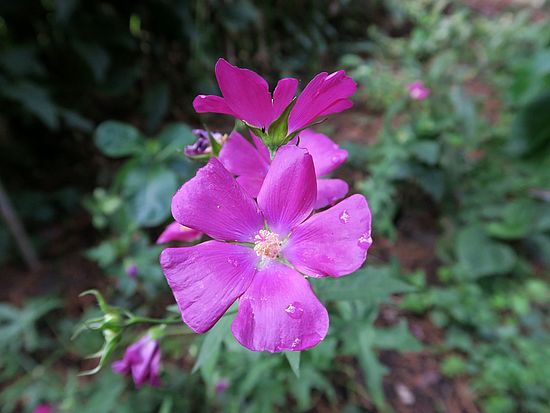 Callirhoe bushii, Mohnmalve dfs