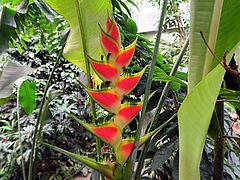 Heliconia wagneriana, Hummerschere dfg
