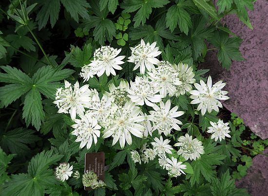 Astrantia major, grosse Sterndolde sdf