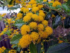 Azara serrata, Gezähntes Andengold sdfsd