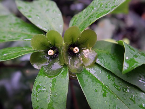 Deherainia smaragdina, Smaragdblume sdfsd