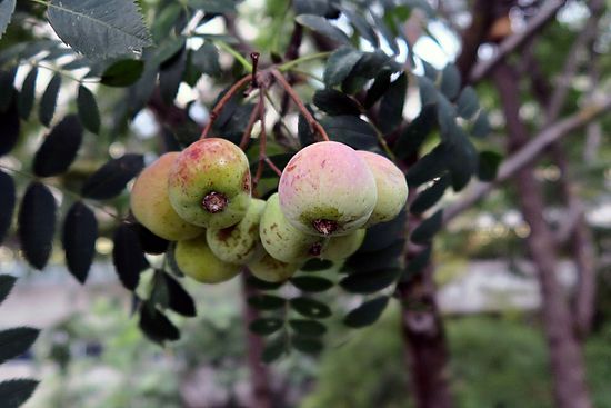 Sorbus domestica, Speierling fgfg