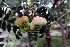Sorbus domestica, Speierling fgfg