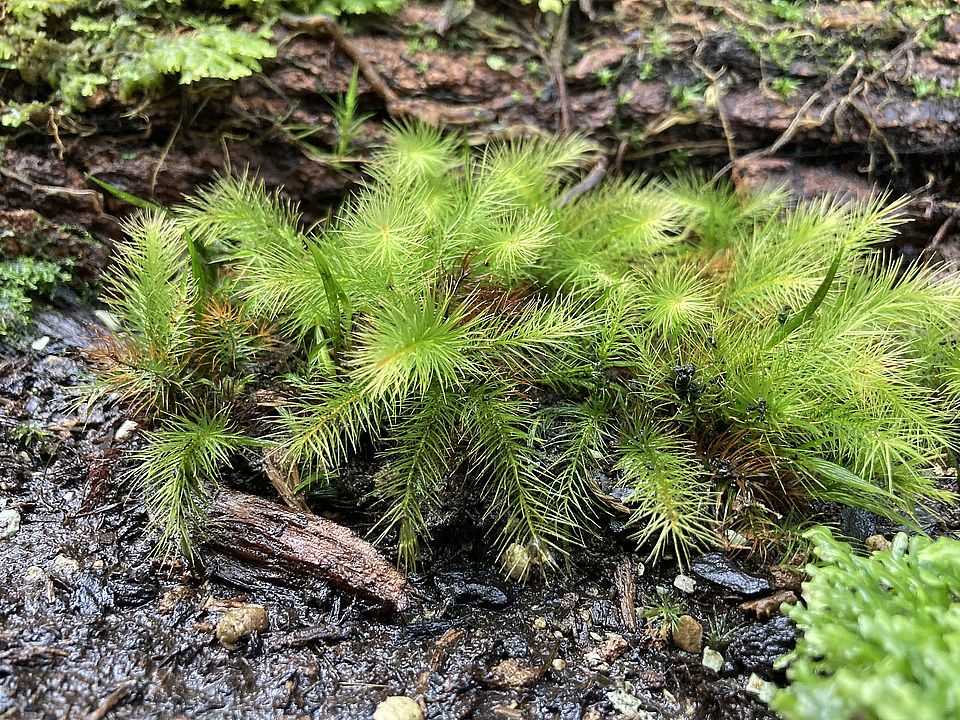 Pyrrhobryum dozyanum