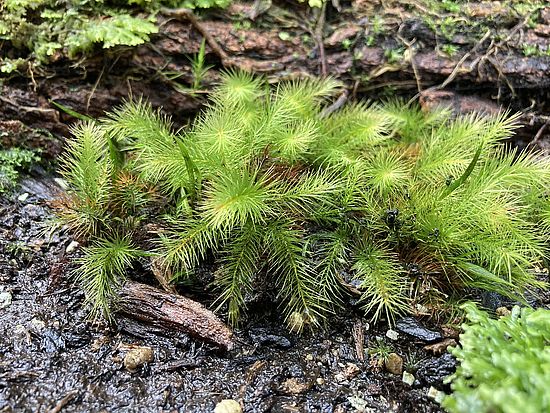 Pyrrhobryum dozyanum