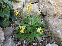 Primula palinuri,Palinuro-Primel fdgdf