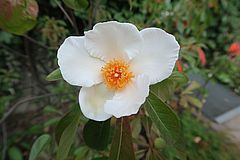 Franklinia alatamaha, Franklinia cvxcv