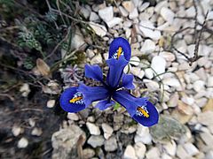 Iris reticulata, Netzblatt-Iris sdfsd
