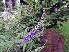 Vitex agnus-castus, Mönchspfeffer sdfsd