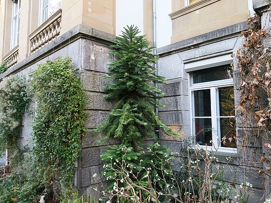 Wollemia nobilis dsfs