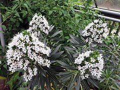Echium virescens, Grünlicher Natternkopf gfhgfh