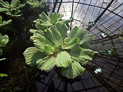 Pistia stratiotes, Wassersalat dfsdf