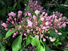 Kalmia latifolia, Berglorbeer dfsdf