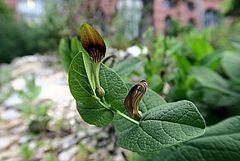 Aristolochia rotunda, rundblättrige Osterluzei dfsf