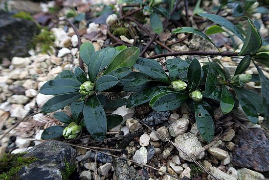 Daphne blagayana, Königs-Seidelbast dfsdf