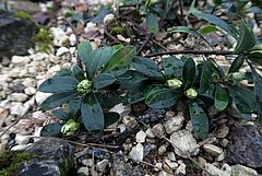 Daphne blagayana, Königs-Seidelbast dfsdf