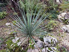 Nolina hibernica, Bärengrasbaum gfhfg