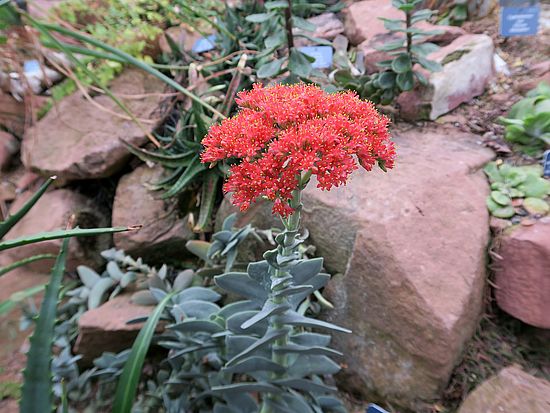 Crassula perfoliata var. falcata, Propellerpflanze dfdfs