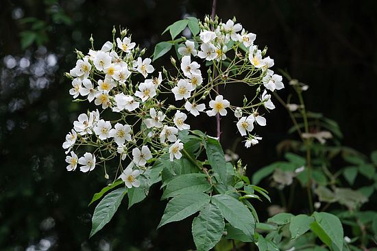 Kletter Rose, Rosa Cultivars ‚Himalayan Musk'