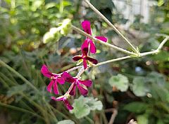 Pelargonium sidoides